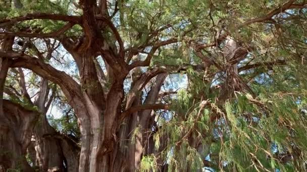 Krásné Velké Větve Zelené Listy Největšího Stromu Světě Arbol Del — Stock video