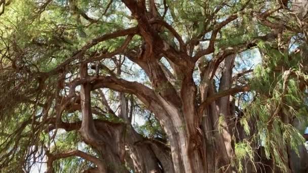 Όμορφα Κλαδιά Του Μεγαλύτερου Δέντρου Trunk Στον Κόσμο Arbol Del — Αρχείο Βίντεο