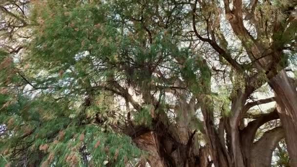 Prachtige Grote Takken Aan Breedste Boom Ter Wereld Arbol Del — Stockvideo