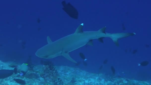 白鳍鲨在珊瑚礁上方游动 — 图库视频影像