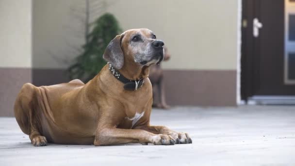 Watchful Rhodesian Ridgeback Lying Patio Guarding House Close — Vídeo de stock