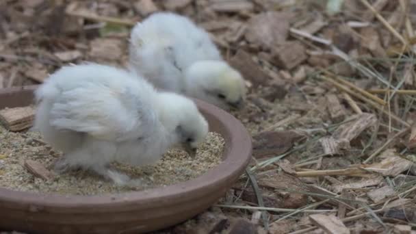 農場の昼間の屋外で2つのかわいい灰色の赤ちゃん鶏の食事と種子とボウルの穀物をつまむ クローズアップ — ストック動画