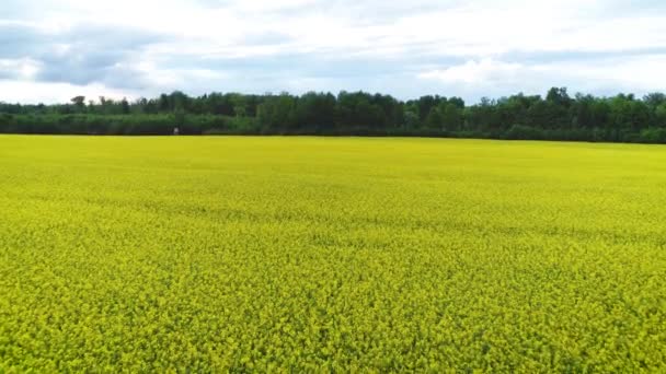 Aerial Drone Camera Shot Yellow Flowering Oil Seed Plants Field — Vídeos de Stock