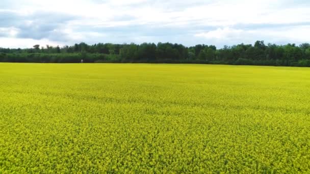 Flygdrönare Kamera Skott Gula Blommande Oljeväxter Fält Våren Denna Natur — Stockvideo