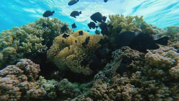 Água Cristalina Oceano Polinésia Francesa Recifes Corais Subaquáticos Peixes Negros — Vídeo de Stock