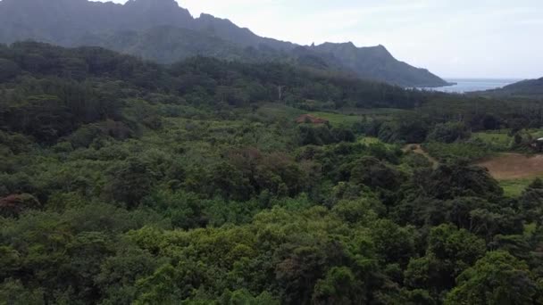 Lot Dronem Nad Wierzchołkami Drzew Pól Uprawnych Moorea Maiao Polinezja — Wideo stockowe