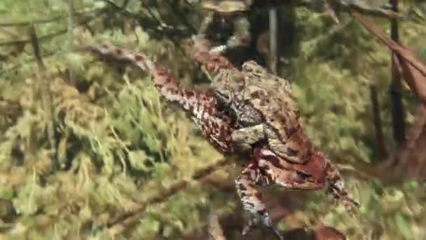 Par Sapo Común Bufo Bufo Está Nadando Alrededor Los Bordes — Vídeos de Stock