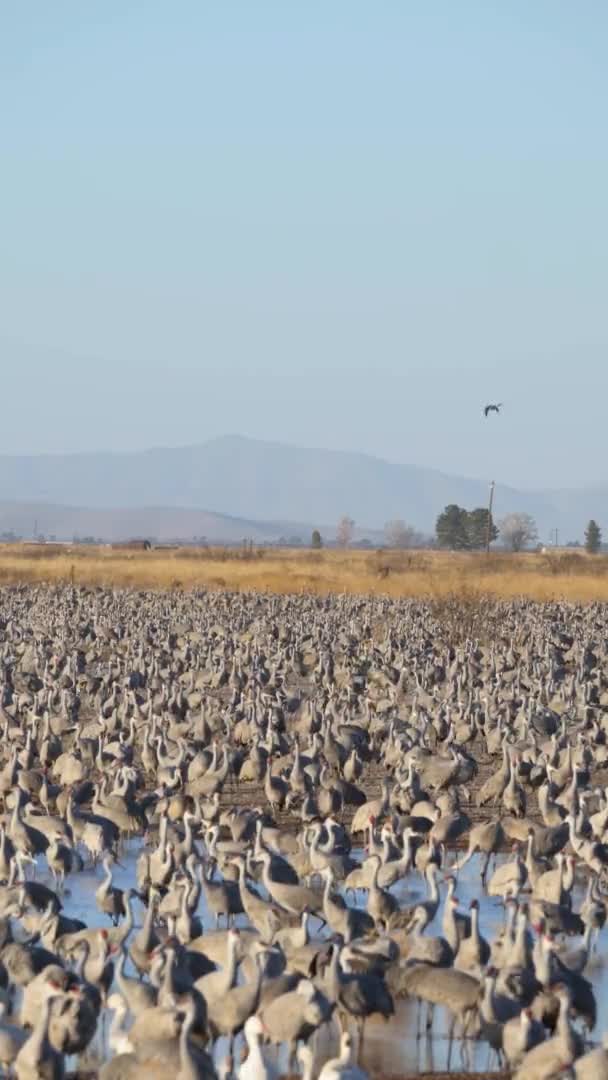 Flock Wild Common Cranes Standing Shallow Water Early Morning Light — Video