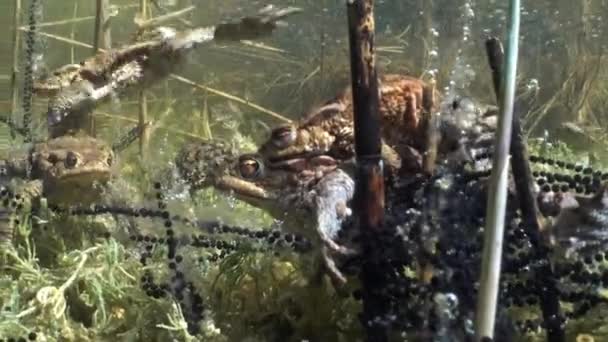 Κοινό Ζευγάρι Βατράχων Bufo Bufo Βρίσκεται Στον Πυθμένα Της Διαυγούς — Αρχείο Βίντεο