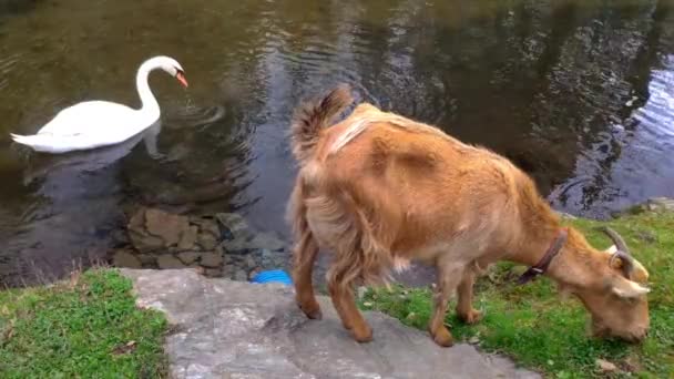 Swam Swimming Brown Goat Eating Grass Ordes Park Coruna Spain — Stock videók