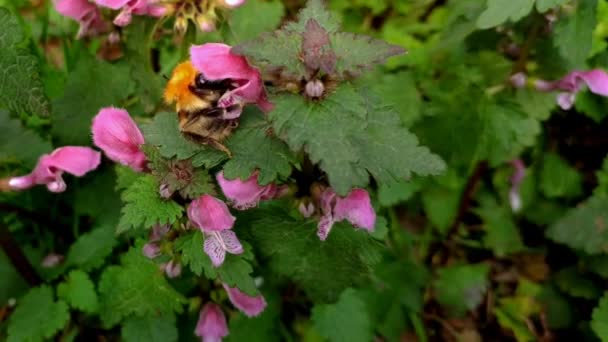 Close View Bumblebee Collecting Nectar Wildflowers Public Park — Stockvideo