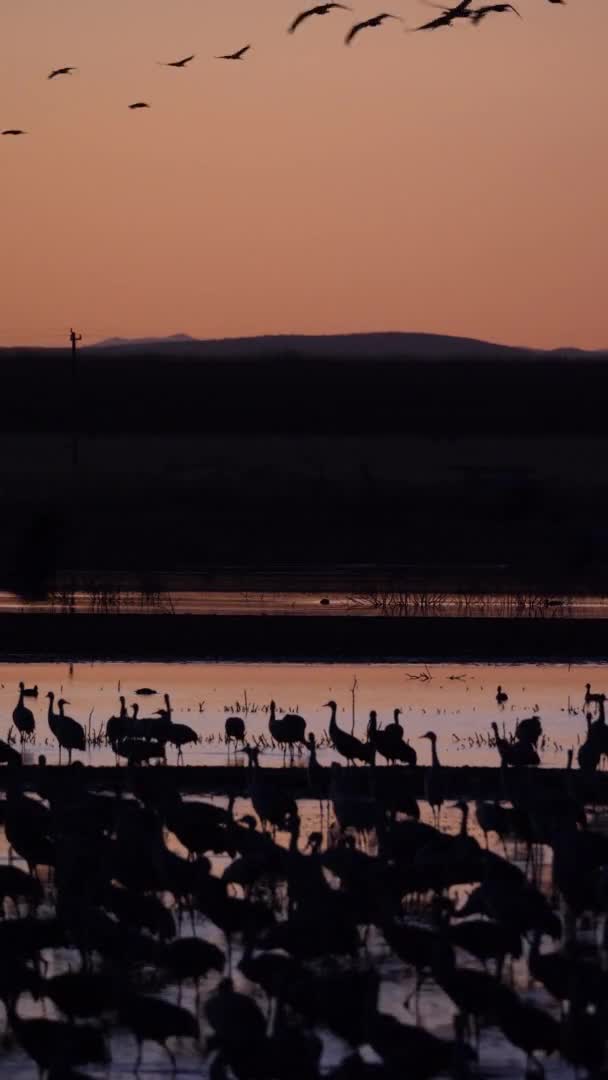 Sunset Flyout Ducks Snow Geese Sandhill Cranes Sandhill Roosting Sunset — ストック動画