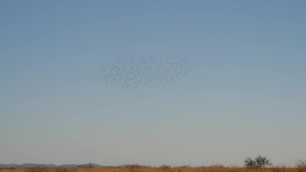 Stock Footage Large Flock Flying Birds Sky Swarm Starlings Flying — Video Stock