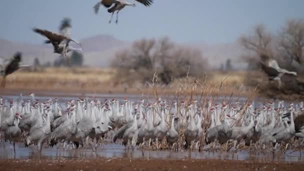 Slow Shot Κίνηση Του Σμήνους Των Πτηνών Που Φέρουν Και — Αρχείο Βίντεο