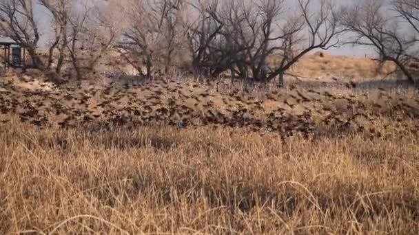 Large Flock Starlings Sits Night Reeds Lake — Vídeo de Stock