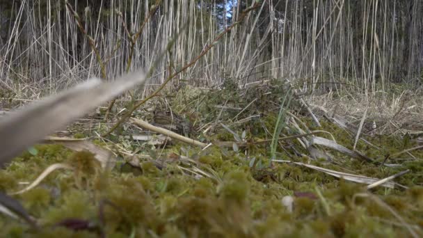 Breeding Time Common Toad Bufo Bufo Males Has Arrived Lake — Video Stock