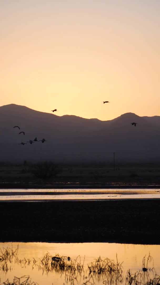 Вертикальний Повільний Рух Зграї Птахів Літає Повітрі Горою Заходом Сонця — стокове відео