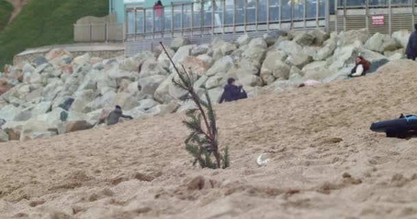 英国纽卡斯尔 海滩上的圣诞树 是用来修补被殴打的沙子的 背景中的游客 放大倍数 — 图库视频影像