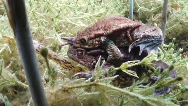 Successful Common Toad Bufo Bufo Stays Amplexus Several Days Female — Video Stock