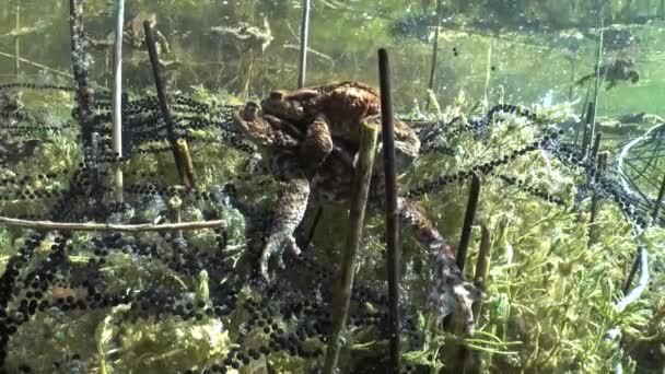 Common Toad Bufo Bufo Pair Lying Bottom Clear Watered Lake — Vídeos de Stock