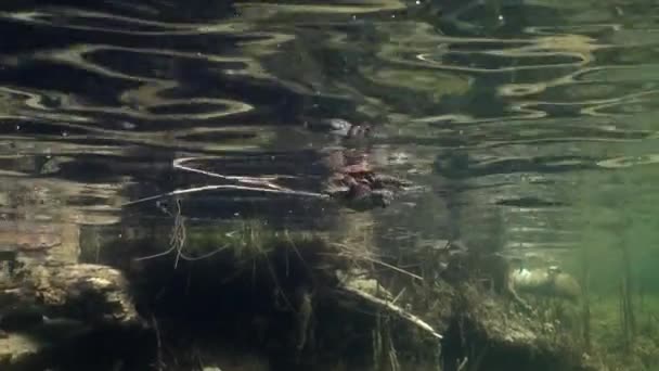 Common Toad Bufo Bufo Pair Swimming Shallow Edges Lake Breeding — Video Stock