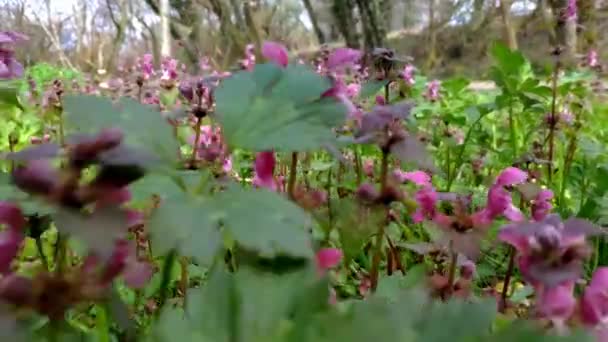 Kolorowe Wiosenne Kwiaty Polne Parku Niski Kąt Przechylony Dolly Back — Wideo stockowe