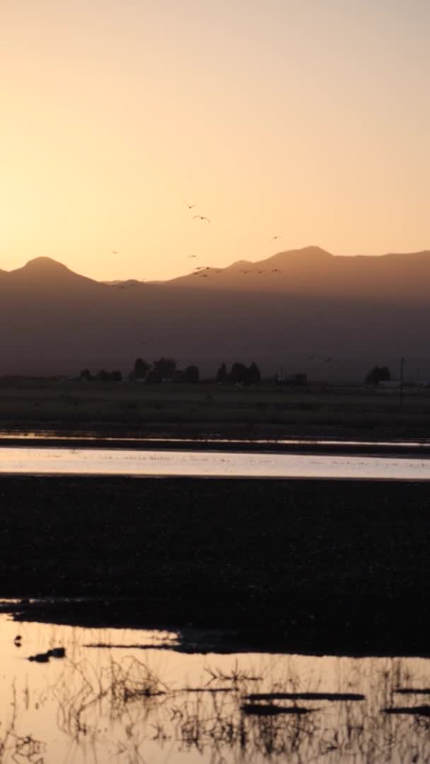 Vertical Shot Solo Bird Flying Water Mountain Background Sunset Time — Stock Video