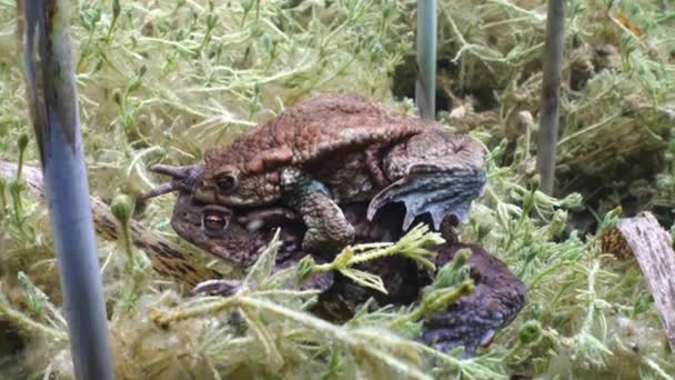 Successful Common Toad Bufo Bufo Stays Amplexus Several Days Female — Vídeos de Stock