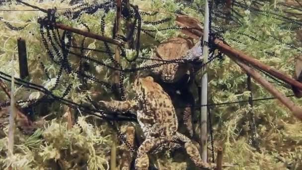 Üreme Döneminde Altı Kurbağası Bufo Bufo Görüntüleri — Stok video