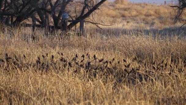 Vista Del Grupo Especies Aves Eurasiáticas Sobre Hierba Seca Grupo — Vídeo de stock