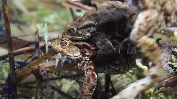 Successful Common Toad Bufo Bufo Stays Amplexus Several Days Female — Stockvideo