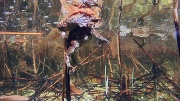 Common Toad Bufo Bufo Pair Swimming Shallow Edges Lake Gelatinous — Vídeos de Stock