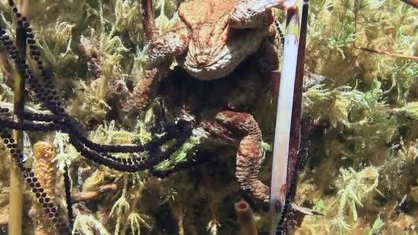 Dişi Kurbağa Bufo Bufo Gölün Dibinde Bitki Saplarına Dolanmış Jelatinli — Stok video