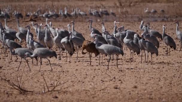 View Flock Sandhill Cranes Field Bright Sunny Day Migratory Birds — стоковое видео
