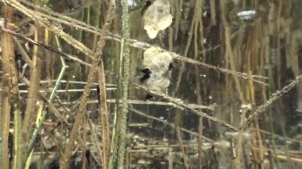 Common Toad Bufo Bufo Tadpoles Looking Food Clear Watered Lake — Vídeos de Stock