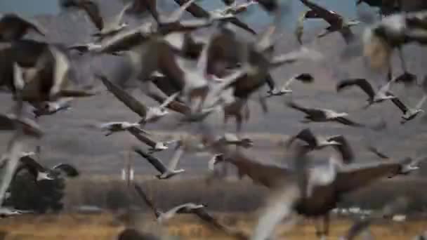 シルエットのサンドヒルクレーンは 空を飛んで 夜明けに川のベッドの土地 青い空を通して雪のガチョウの群れの間で優雅に飛ぶサンドヒルクレーン — ストック動画