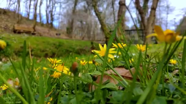 Niederwinkelwagen Vorwärts Durch Gelbe Gänseblümchen Park — Stockvideo