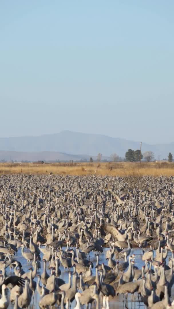 Sandhill Crane Adult Immature Flock Many Cranes Standing Walking Moving — Video