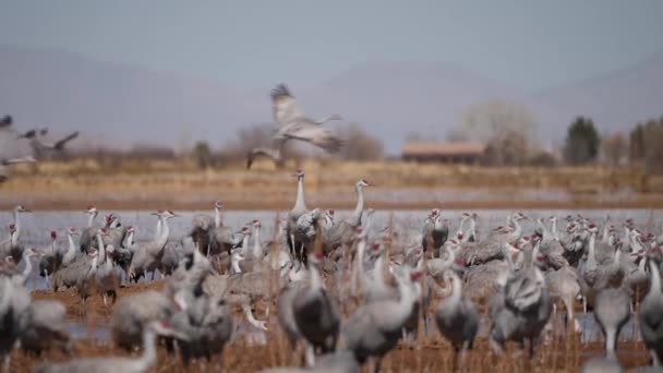 View Flock Beautiful Migratory Sandhill Cranes Field Watering Hole Evening — Stock Video