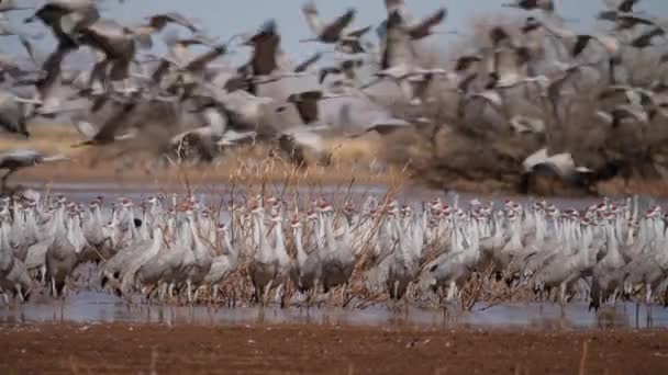 Sandhill Cranes Takeoff Pond Sandhill Crane Flock Walking Cornfield — Stock Video