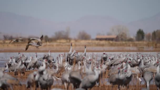 Utsikt Över Flock Sandbackskranar Fältet Bredvid Ett Vattenhål Vid Suset — Stockvideo