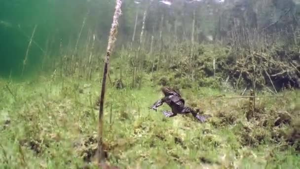 Common Toad Bufo Bufo Landing Bottom Clear Watered Lake — стоковое видео
