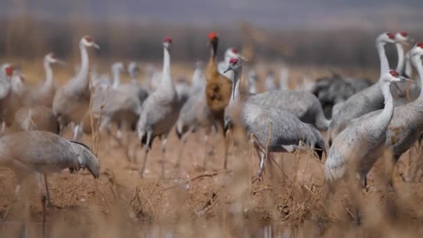 View Flock Sandhill Cranes Field Water Pond Bright Sunny Day — Video Stock