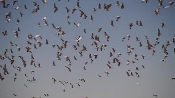 Siluetas Negras Aves Voladoras Bandada Ramas Árboles Con Hojas Contra — Vídeos de Stock