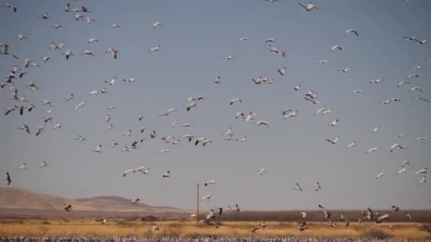 Yavaş Hareket Eden Ördek Sürüsü Kum Tepesi Turna Sürüsünün Arkasına — Stok video