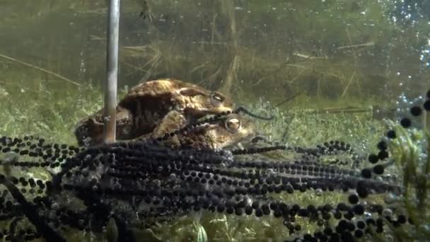 普通的蛤蟆 Bufo Bufo 一对躺在清澈的湖底 那是缠绕在植物茎上的糊状卵线 爱沙尼亚 — 图库视频影像