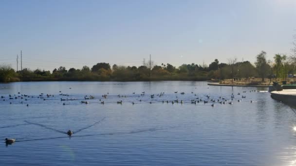 Vestiging Van Shot Meer Vol Eenden Zwemmen Zonnige Dag Riparian — Stockvideo