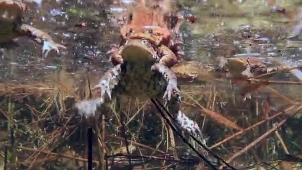 Common Toad Bufo Bufo Pair Swimming Shallow Edges Lake Gelatinous — Video