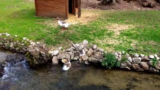 Pair Ducks Climbing Out River Nature Reserve Ordes Park Coruna — Vídeos de Stock