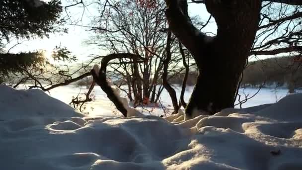 Snowy Tree Sunset Winter Scene Bottom Top Close Shot — Vídeo de stock